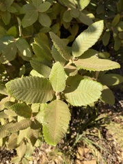 Notholithocarpus densiflorus densiflorus