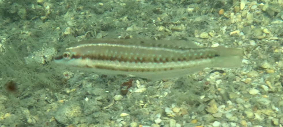 Painted Wrasse (Halichoeres caudalis) — Labridae