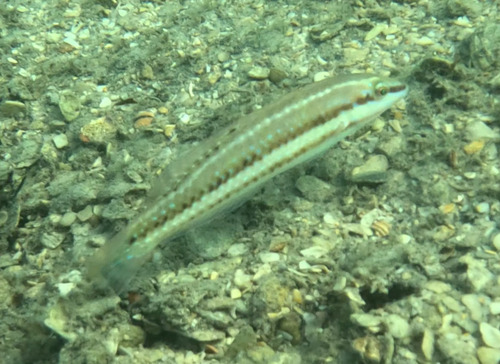 Painted Wrasse (Halichoeres caudalis) — Labridae — 2