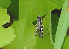 Melanoplus viridipes