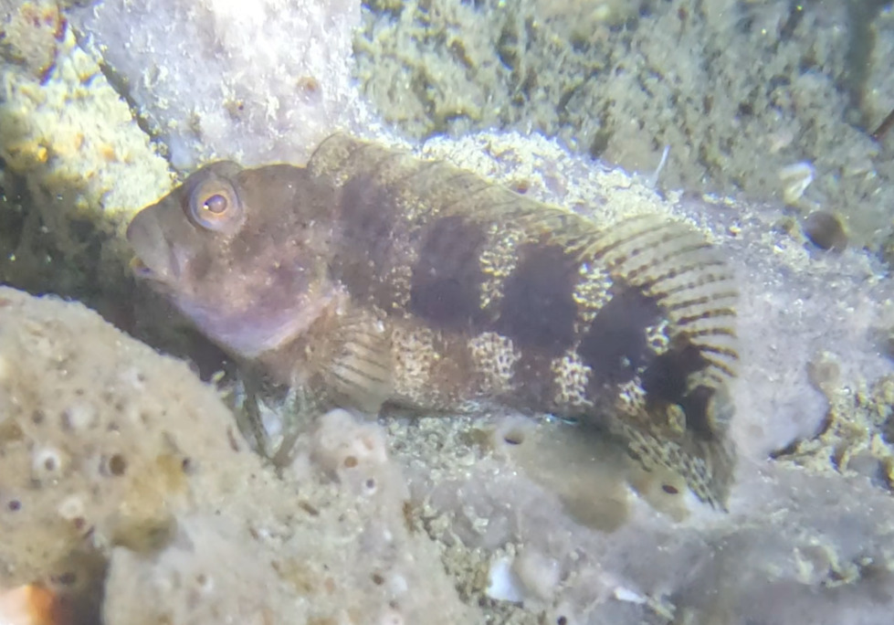 Barred blenny (Hypleurochilus bermudensis) — Blenniidae