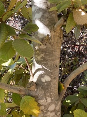 Notholithocarpus densiflorus densiflorus