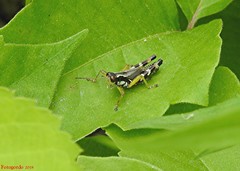 Melanoplus viridipes