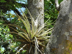 Tillandsia pohliana
