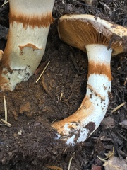 Phlegmacium variosimile