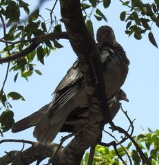 Patagioenas corensis