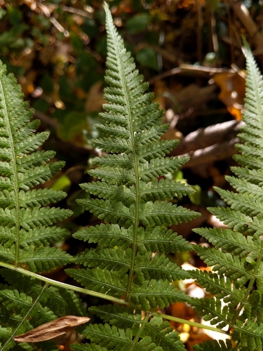 Thelypteris torresiana iNat (1)