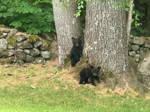American Black Bear photographed in New Hampshire