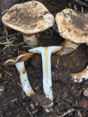 Phlegmacium variosimile