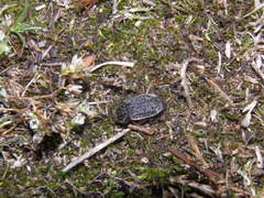 Thanatophilus rugosus