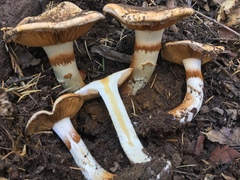 Phlegmacium variosimile