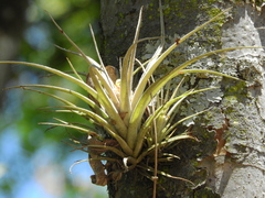 Tillandsia pohliana