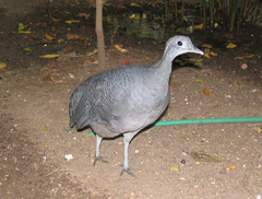 Grey Tinamou photo 3