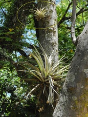 Tillandsia pohliana