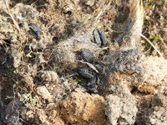 Thanatophilus rugosus