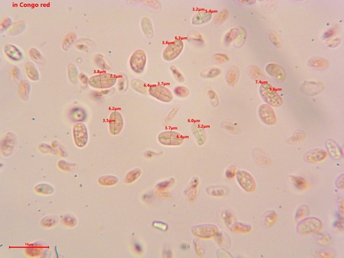 Northern Cinnabar Polypore