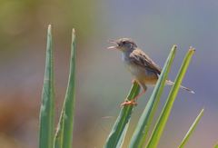 Cisticola cherina
