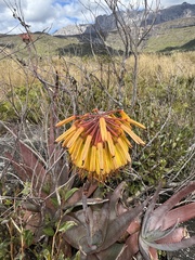 Aloe capitata