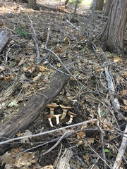 Phlegmacium variosimile