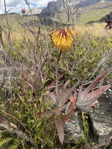 Aloe capitata, photograph 2