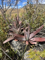 Aloe capitata, photograph (c) David Weisenbeck, some rights reserved (CC BY)