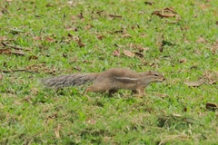 Euxerus erythropus