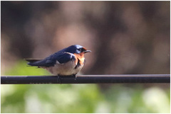Hirundo angolensis