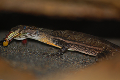 Anolis oxylophus