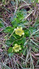 Caltha sagittata