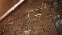 Dendrelaphis pictus