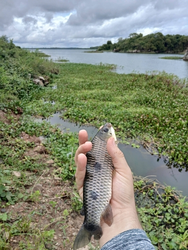 Characin (Leporinus friderici) — Anostomidae — 5