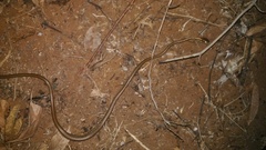 Dendrelaphis pictus