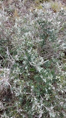 Chiliotrichum diffusum