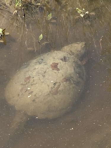 Snapping Turtle