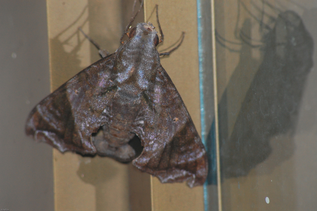 Nyceryx magna