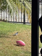 Aphelocoma californica