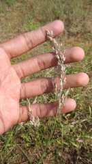 Eragrostis unioloides