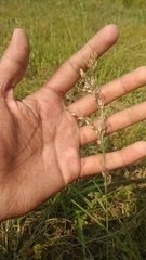 Eragrostis unioloides