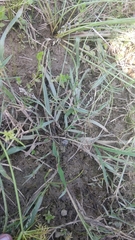Eragrostis unioloides