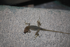 Anolis lemurinus
