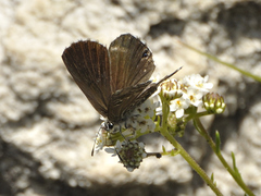 Lepidochrysops methymna methymna