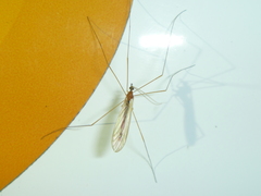 Atarba eluta