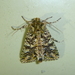 Meterana tetrachroa - Photo (c) Dave Holland, alguns direitos reservados (CC BY-NC), uploaded by Dave Holland