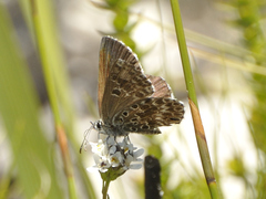 Lepidochrysops methymna methymna