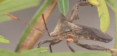 Anoplocnemis curvipes