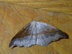 Sarisa muriferata
