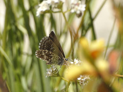 Lepidochrysops methymna methymna