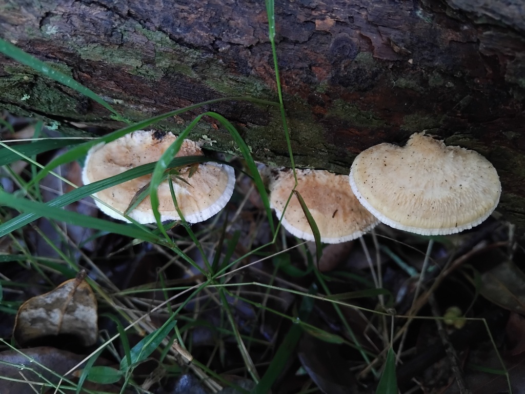 Truncospora ochroleuca · August 2025 · photo: © sofiazed1 (iNaturalist, cc-by)