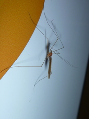 Atarba eluta