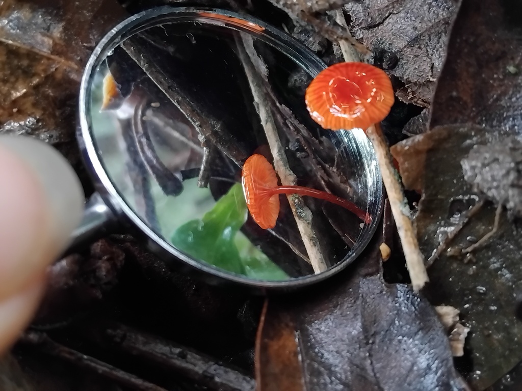 Cruentomycena viscidocruenta · August 2025 · photo: © sofiazed1 (iNaturalist, cc-by)